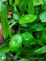 Hydrocotyle vulgaris