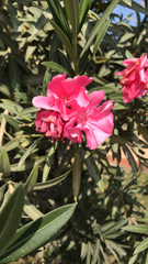 Nerium oleander