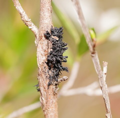 Septobasidium clelandii