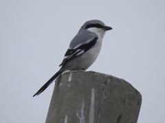 Lanius sphenocercus