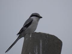 Lanius sphenocercus