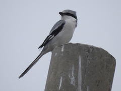 Lanius sphenocercus