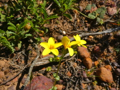 Sebaea exacoides