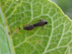 Ectobius erythronotus