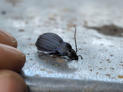 Carabus exaratus