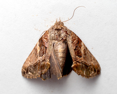 Odontodes pallidifimbria
