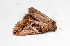 Odontodes pallidifimbria