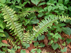 Nephrolepis biserrata