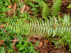 Nephrolepis biserrata