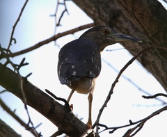 Nycticorax