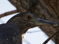 Nycticorax