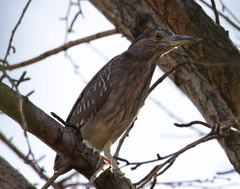 Nycticorax