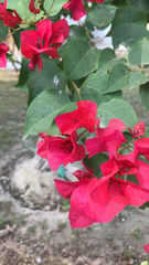 Bougainvillea