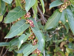 Glochidion zeylanicum