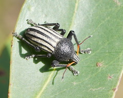 Psapharus ruficornis