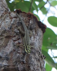 Lygodactylus mombasicus