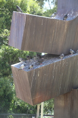 Columba livia domestica