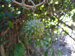 Byttneria grandifolia