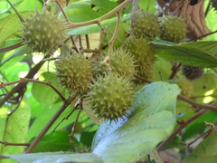Byttneria grandifolia