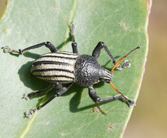 Psapharus ruficornis