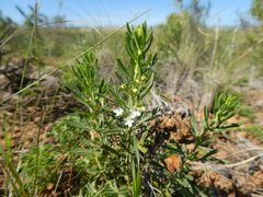Teucrium africanum