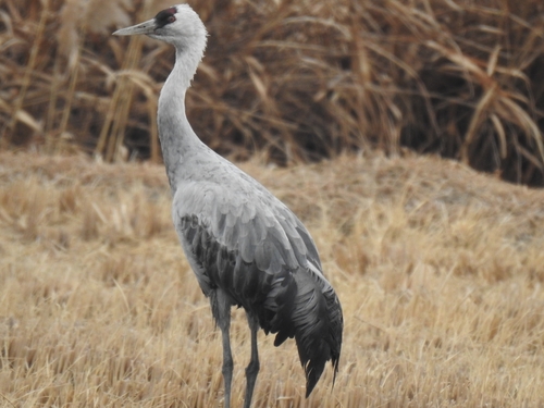 Hooded Crane