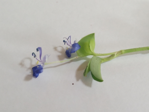 Commelina forskaolii image