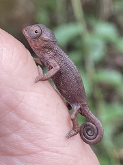 Kinyongia multituberculata