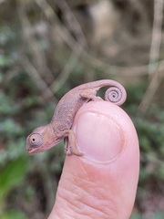Kinyongia multituberculata