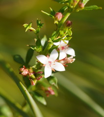 Cyanothamnus nanus nanus