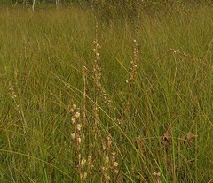 Lobelia sessilifolia