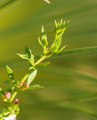 Cyanothamnus nanus nanus
