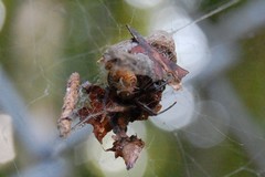 Metepeira labyrinthea