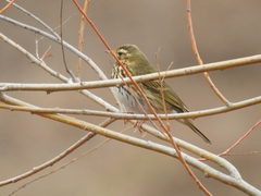 Anthus hodgsoni