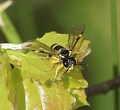 Tenthredo zonula