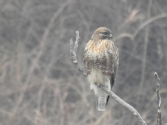 Buteo japonicus