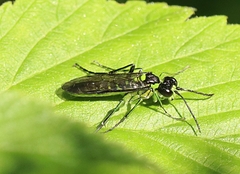Tenthredo zonula