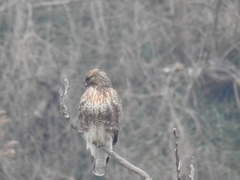 Buteo japonicus