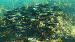 Girella elevata
