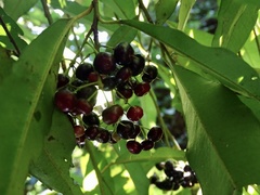 Ardisia quinquegona