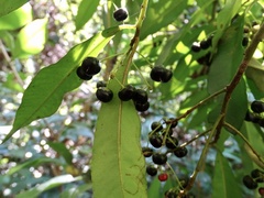 Ardisia quinquegona