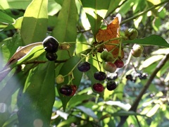 Ardisia quinquegona
