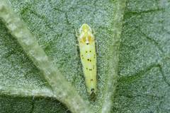 Limassolla multipunctata