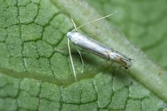 Phyllocnistis saligna