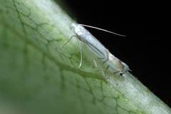 Phyllocnistis saligna