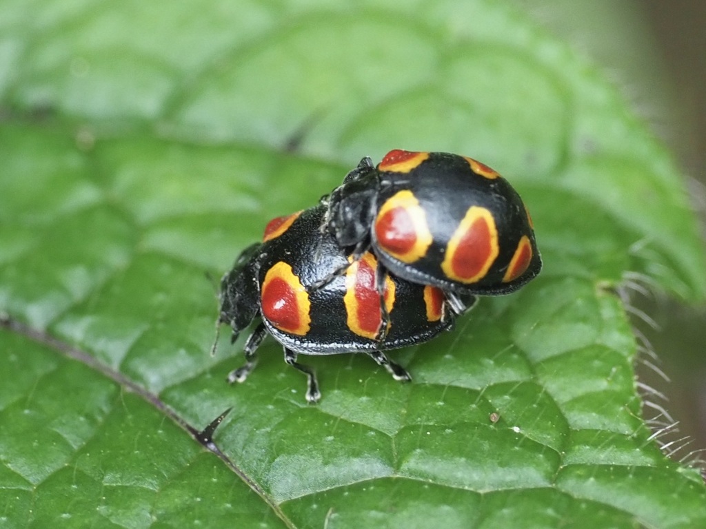 Chnootriba johanna