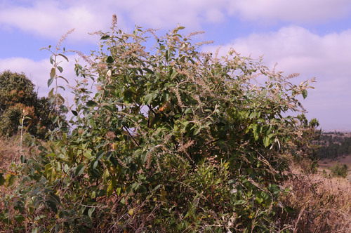 Madagascar Buddleia