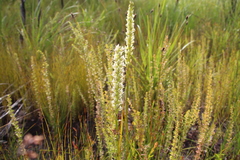 Prasophyllum brownii