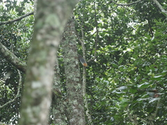 Paraxerus vexillarius