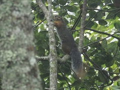 Paraxerus vexillarius